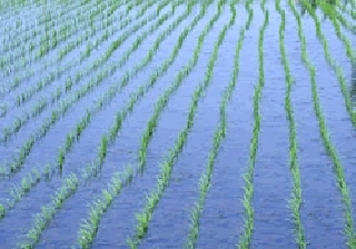 5月 田植え