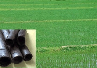 6月 竹炭設置