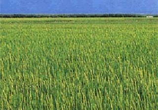 8月 出穂