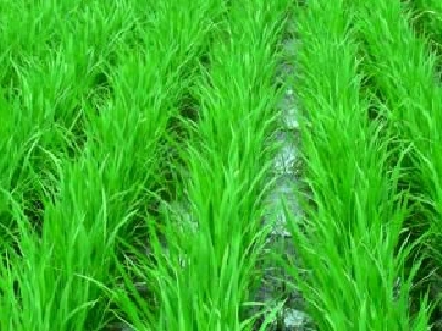 減農薬米とは?